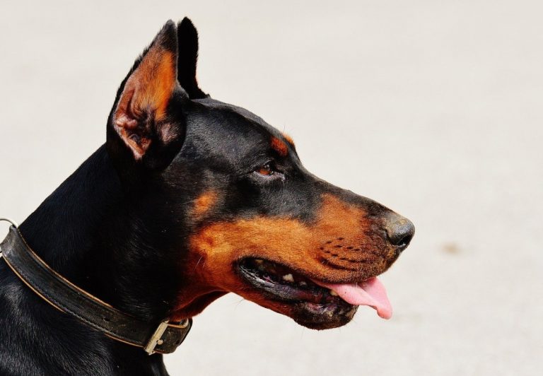 All About Caring for the Rotterman (Dobberman + Rottweiler)